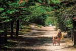 Camping la Foret in St Jean de Monts, Vendee Camping la Foret in St Jean de Monts, Vendee