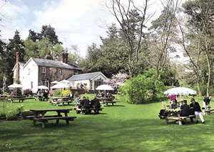 Tilford Woods in Farnham, Surrey, South East England