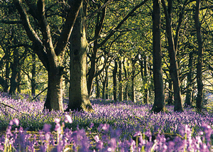 Spring Wood Lodges in Harrogate, North Yorkshire, North West England